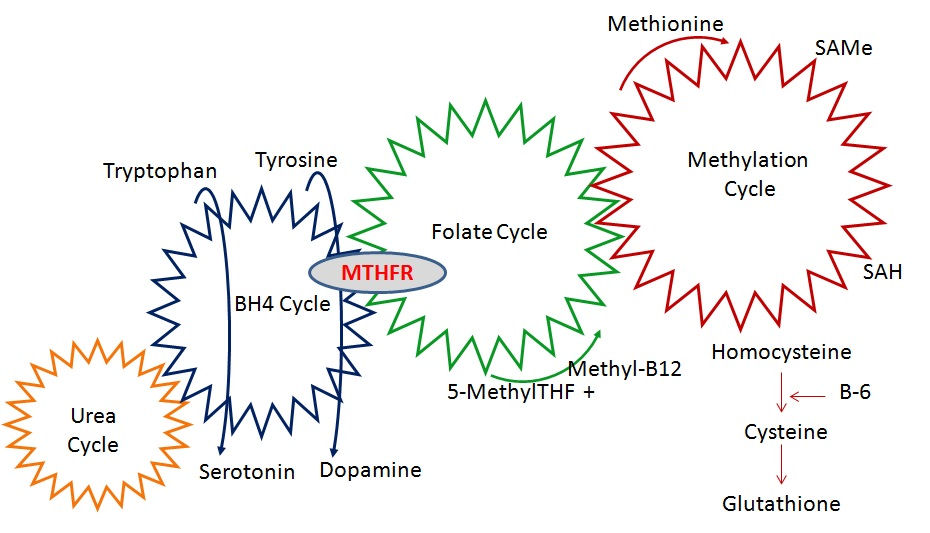 Methylation-Cycle2